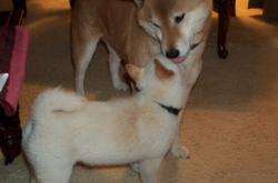 开云体育-东决关键战焦点战，哥伦比亚连续得分压制安哥拉，战术纪律铸就胜利