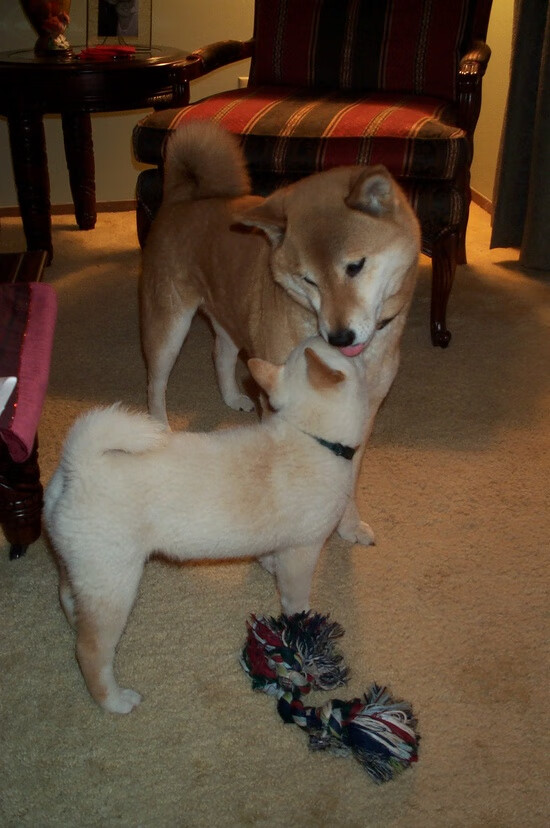 东决关键战焦点战，哥伦比亚连续得分压制安哥拉，战术纪律铸就胜利